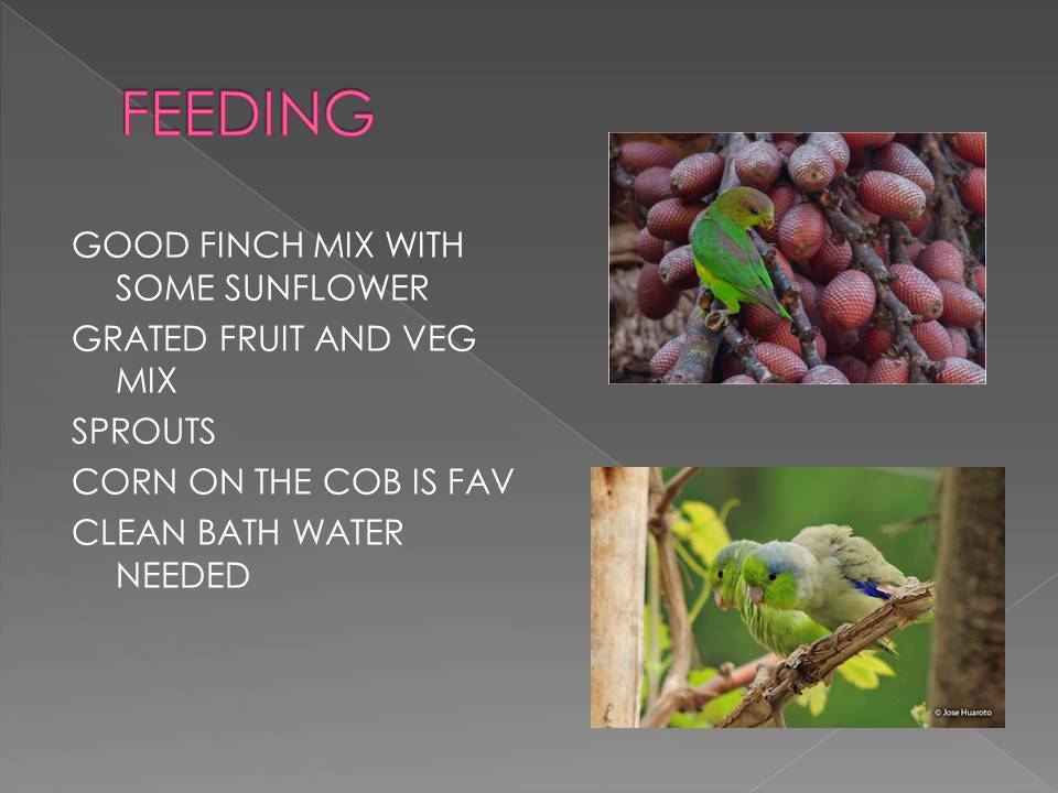 Smallest Parrot in Aviculture Slide